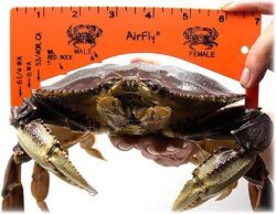 Measure A Crab